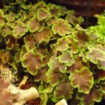 heucherella solar eclipse