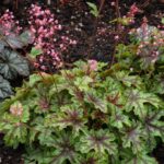 heuchera tapestry