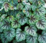 heuchera green spice