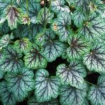 heuchera green spice