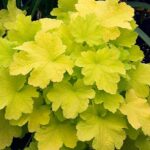 heuchera electric lime