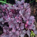 heuchera-midnight-rose