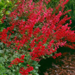 heuhera sa crvenim cvetom