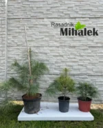 himalajski-bor-sadnice