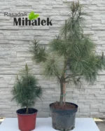 himalajski-bor-varijacije