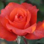 holstajn-perla-holsteinperle