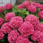 hortenzija ruzicasta