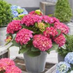 hortenzija little pink