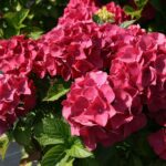hortenzija red baron