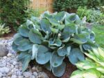 hosta abiqua drinking gourd