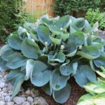 hosta abiqua drinking gourd