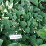 hosta baby bunting