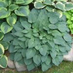 hosta blue cadet