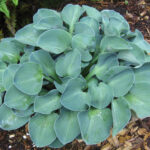 hosta bluemouse ears