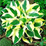 hosta brim cup