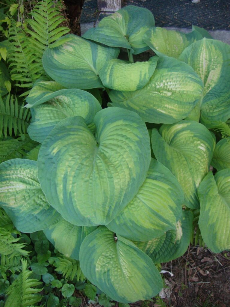 hosta color glory1