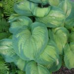 hosta color glory1