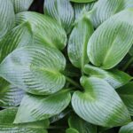 hosta devon green