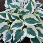 hosta firn line1