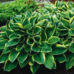 hosta fortunei aureomarginata