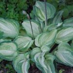hosta ghost spirit