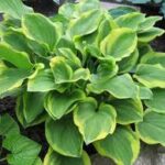 hosta golden tiara