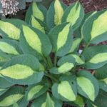 hosta gypsy rose