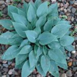 hosta hadspen blue