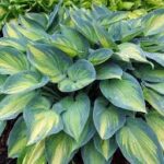 hosta june