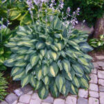hosta kiwi full monty1