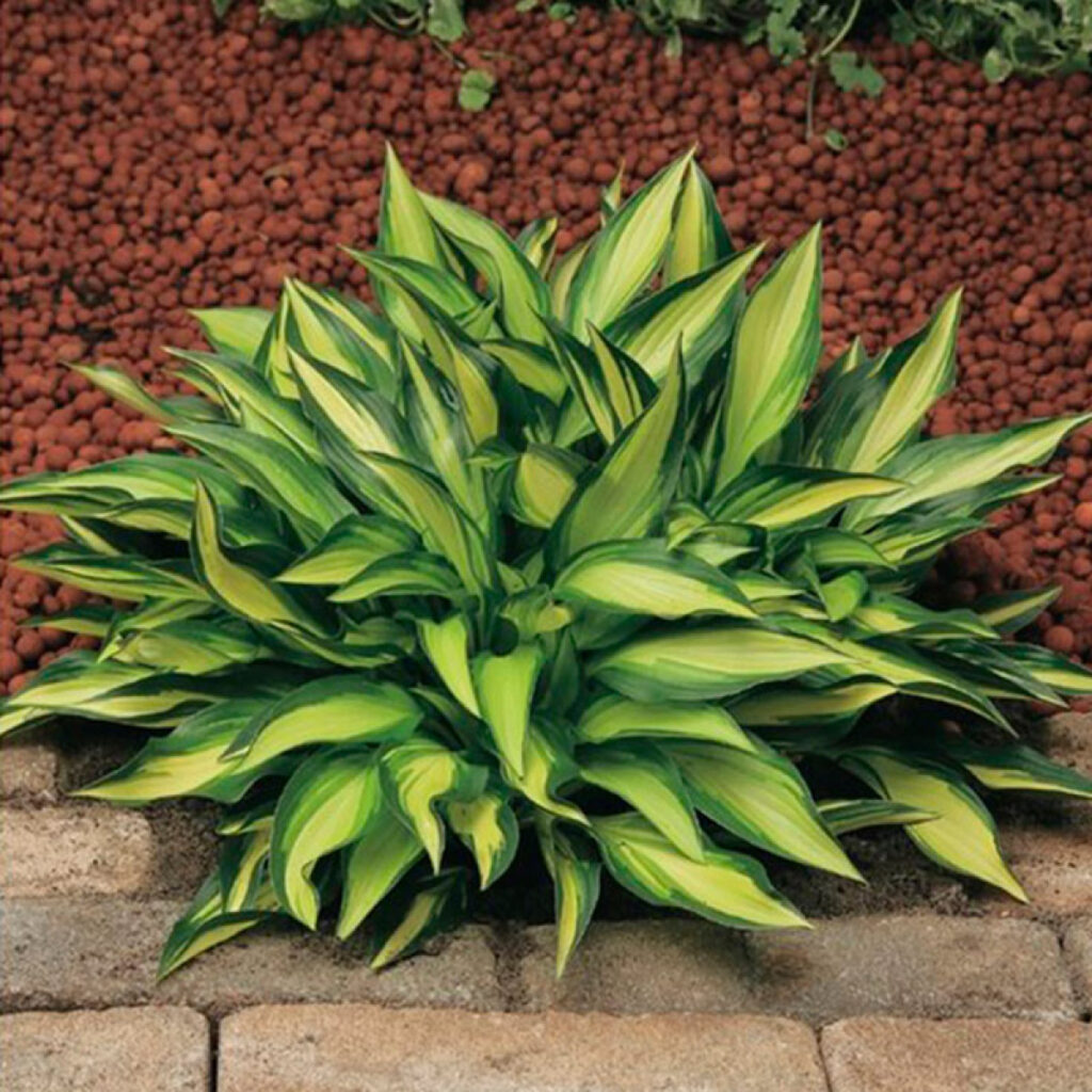 hosta lakeside little tuft