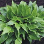 hosta little red joy