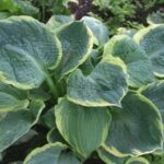 hosta pizzazz