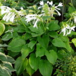 hosta plantaginea