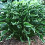 hosta praying hands