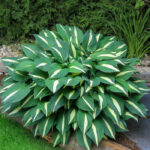 hosta risky business