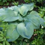 hosta sieboldiana-Elegans