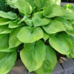 hosta sum and substance1