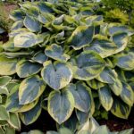 hosta tokudama flavorcircinalis