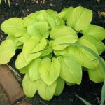 hosta tortilla chip