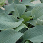 hosta true blue1