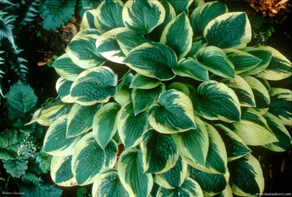 hosta medium wide brim