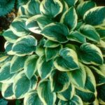 hosta medium wide brim
