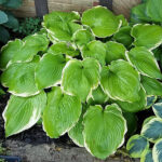 hosta winter snow1