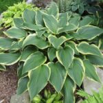 hosta yellow river