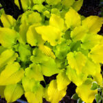 hosta golden lemon