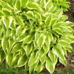 hosta_the_ambassador