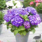hydrangea-macrophhyila-little-purple