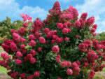 Hortenzija paniculata "Diamond Rouge"