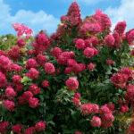 hydrangea paniculata diamond rouge